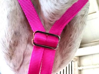 throat latch of special grazing muzzle halter from below