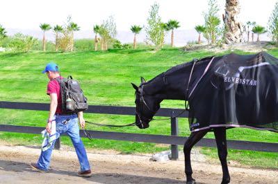 groom leading a black horse at a horse show