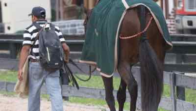 groom leading horse in green cooler