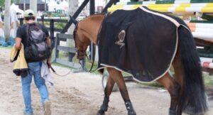 Hand-walking-horse-at-horse-show