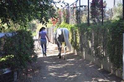girl walking a horse in a shaded path