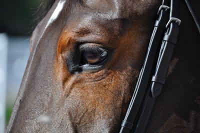horse with clipped face and brown eye