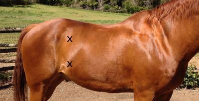 two x marks indicating where to check gut sounds on horses