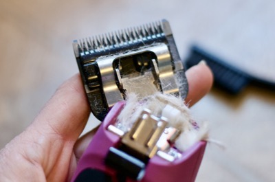 hair inside the clipper