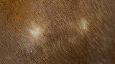 rain rot patches and dandruff