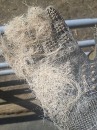 hands on grooming glove with gray hair shedding