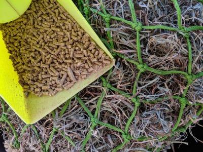 horse feed in a scoop