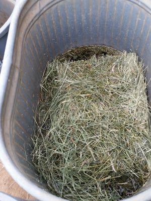 hay in water trough