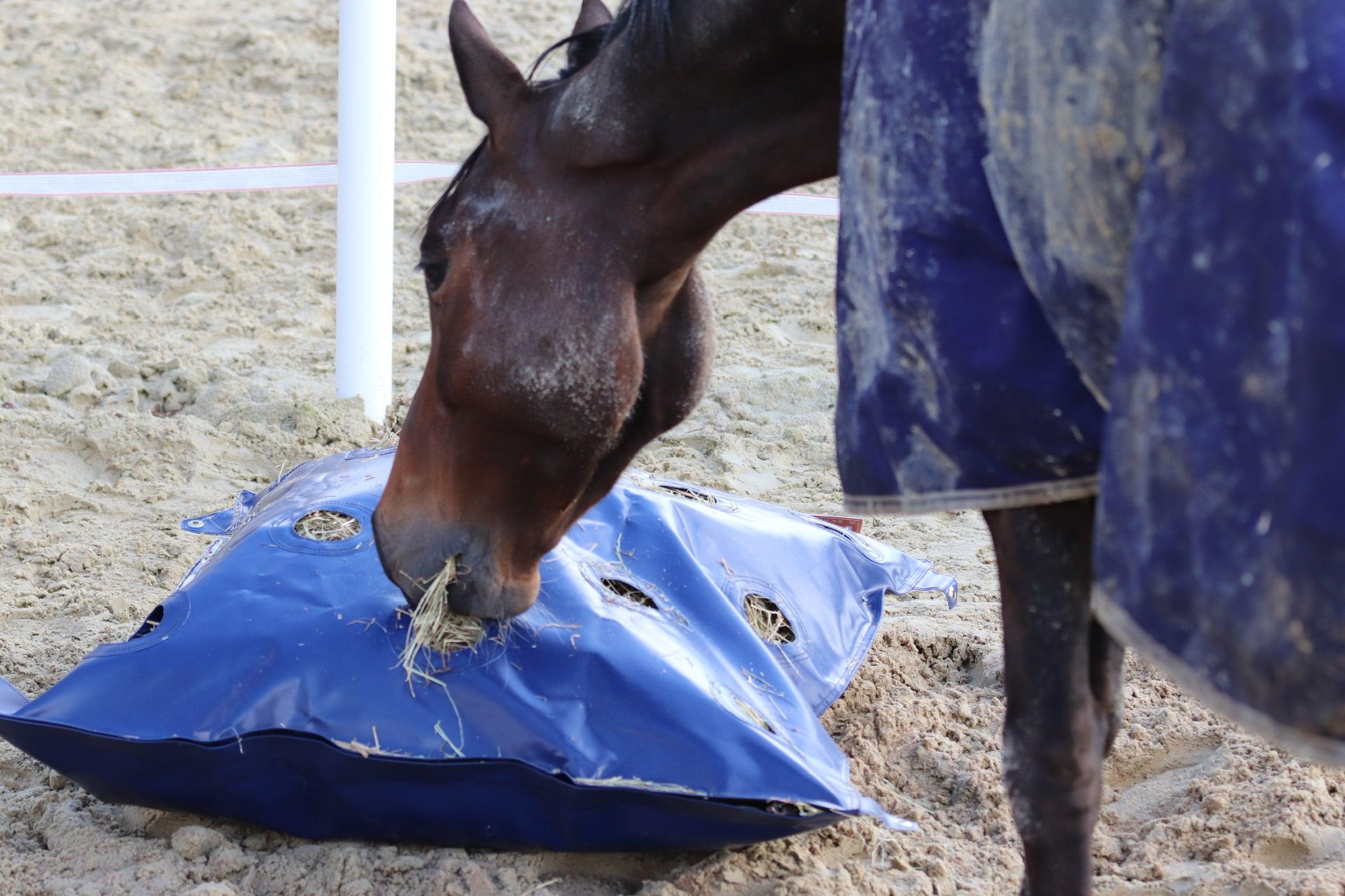 horse in dirty horse blanket eating from a ground feeding hay bag