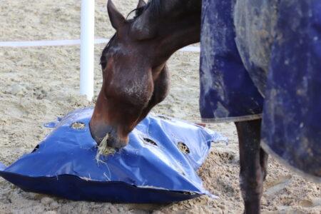HayPlay bag for horses is being eaten from by a horse in a blanket