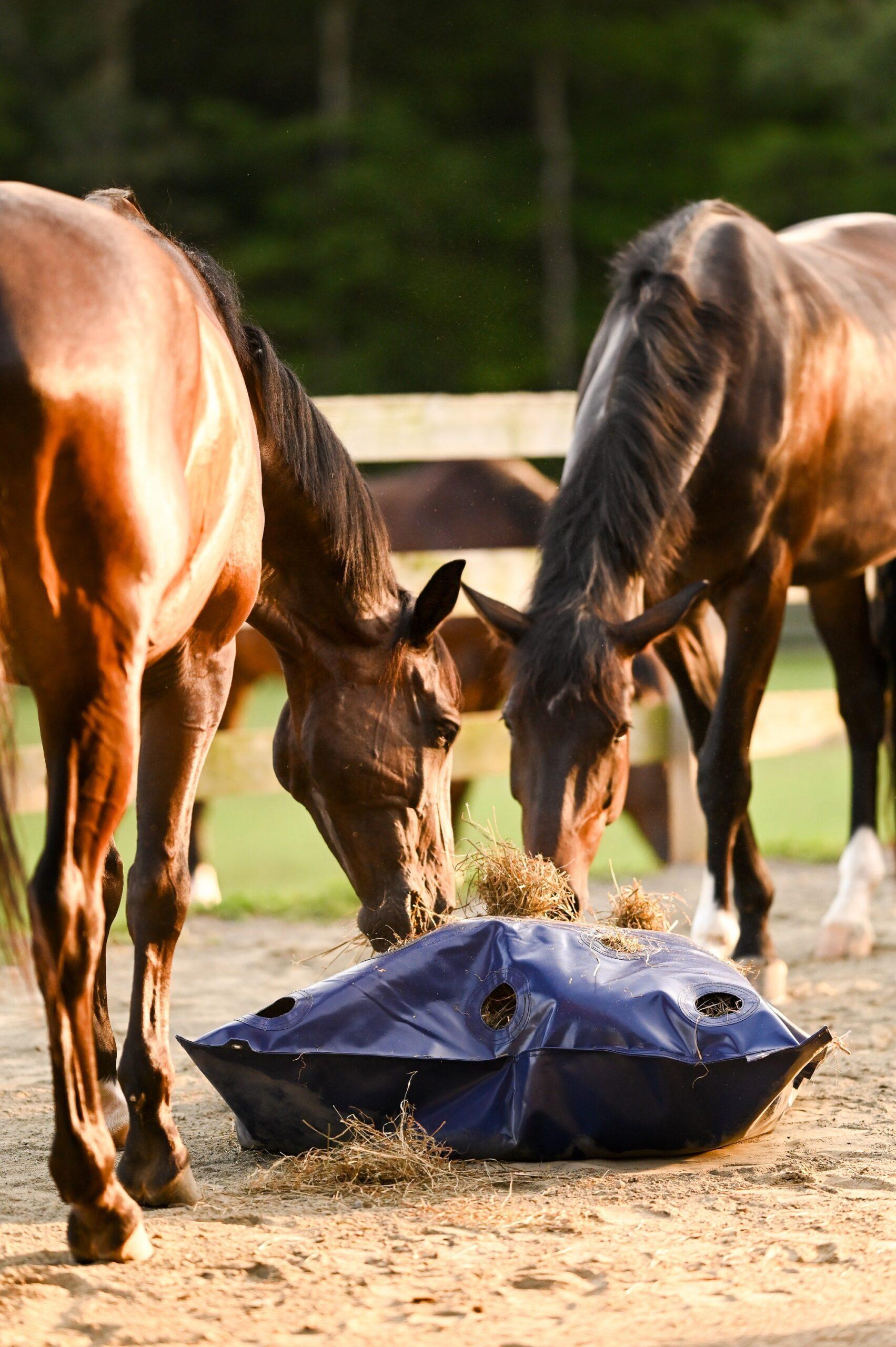 two bay horses eating from a ground feeding hay bag slow feeder