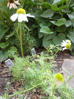 chamomile flower in a garden