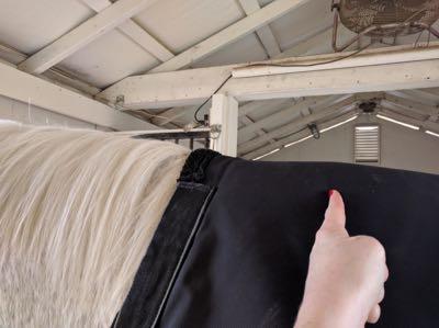 wither location under a horse blanket with a high neck