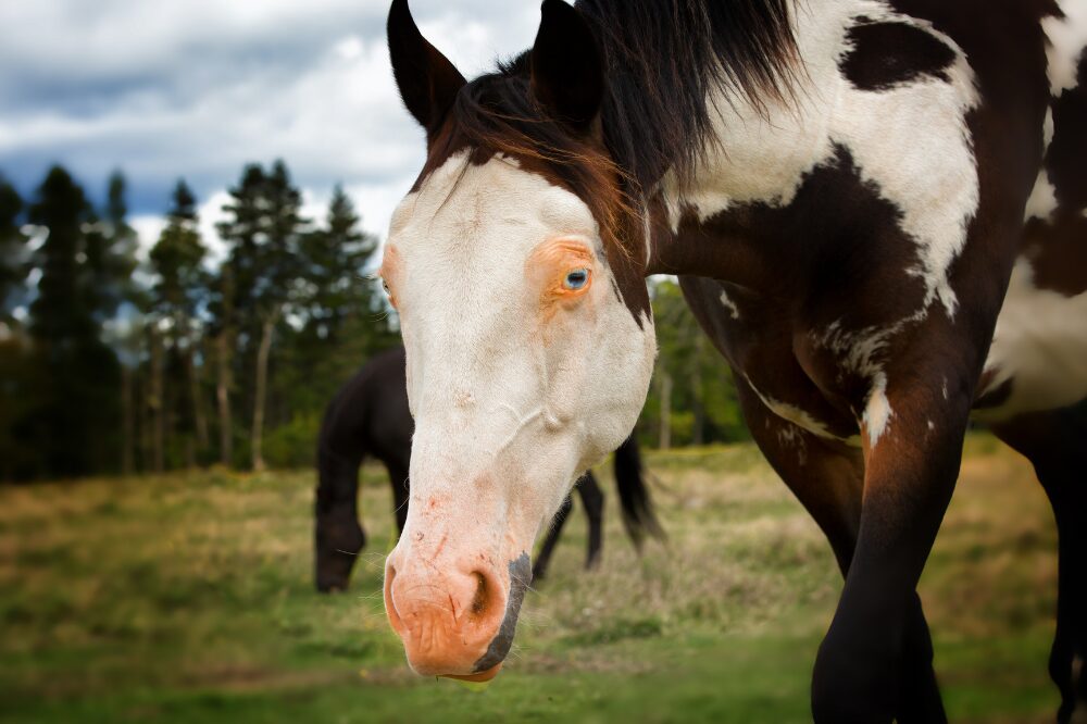 pinto horse with a completely white face and pink skin around the eyes and nose