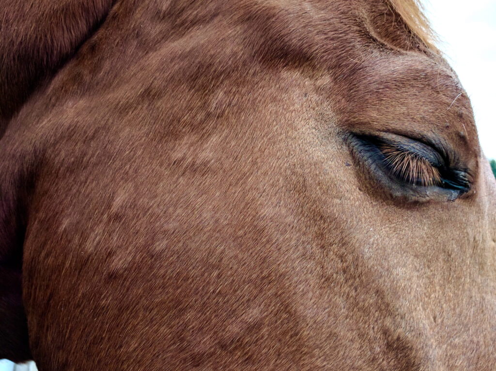small hives on a horse's face