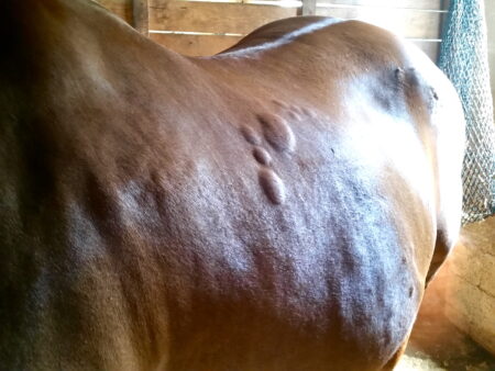 insect bite hypersensitivity reaction of many hives on a horse's back