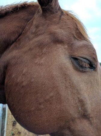 horse with hives on the face