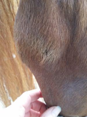missing hair on a hock that may become a sore