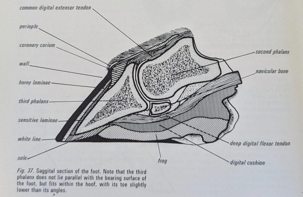 diagram of hoof anatomy showing the ddft and coffin bone