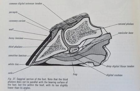 diagram of hoof anatomy showing the ddft and coffin bone