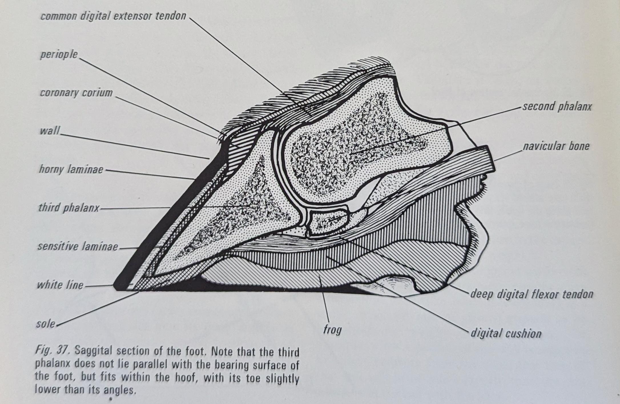 diagram of hoof anatomy showing the ddft and coffin bone
