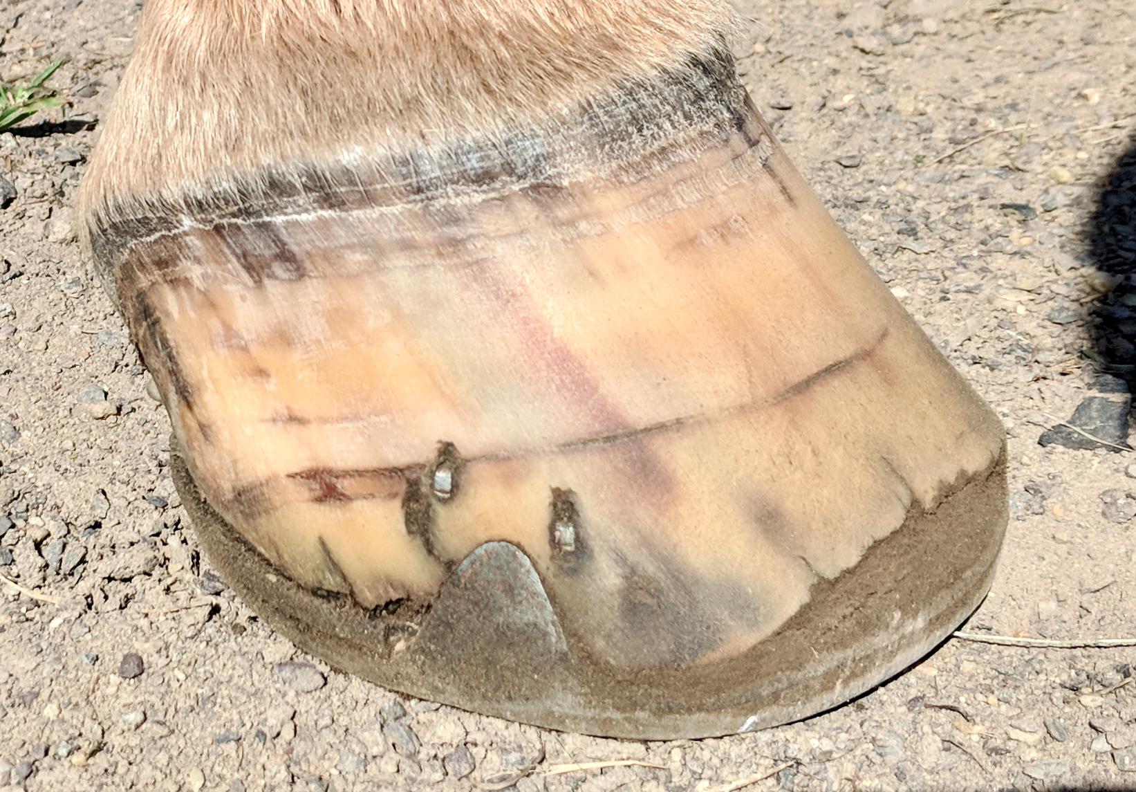 possible laminitis hoof with seedy toe and rings