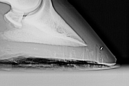 close up of hoof x-ray showing the toe and coffin bone