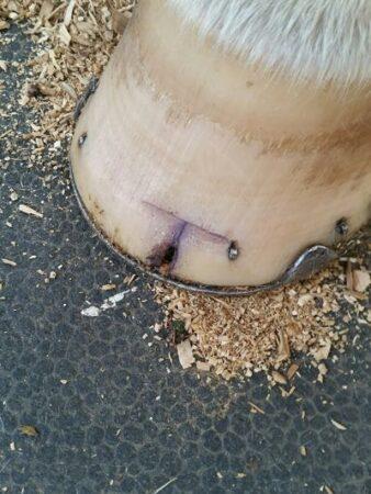 vertical hoof crack that has line above it