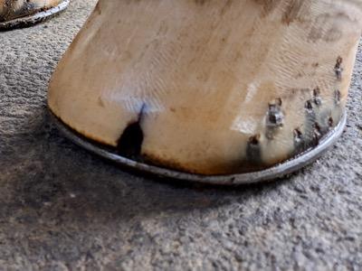 hoof crack that has been opened by farrier