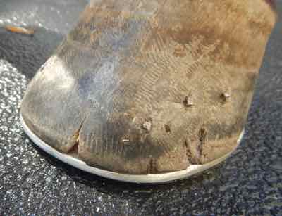 lots of hoof crack on a horse overdue for shoes
