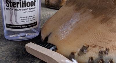 hoof brush getting meds into a hoof crack