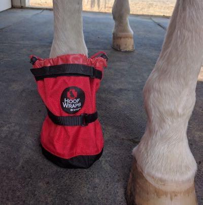 front view of soaking boot on a horse leg