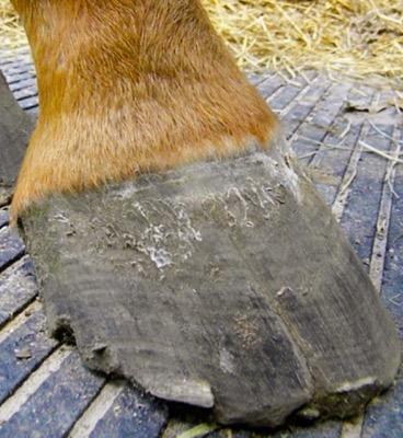 hoof with lost shoe showing chips and cracks