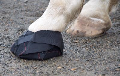 hoof wrap on a horse hoof