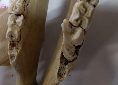 horse tooth with sharp edge pointing to the tongue