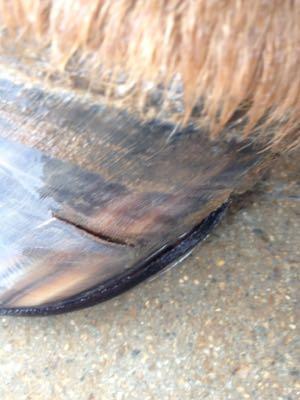 horizontal hoof crack that has opened