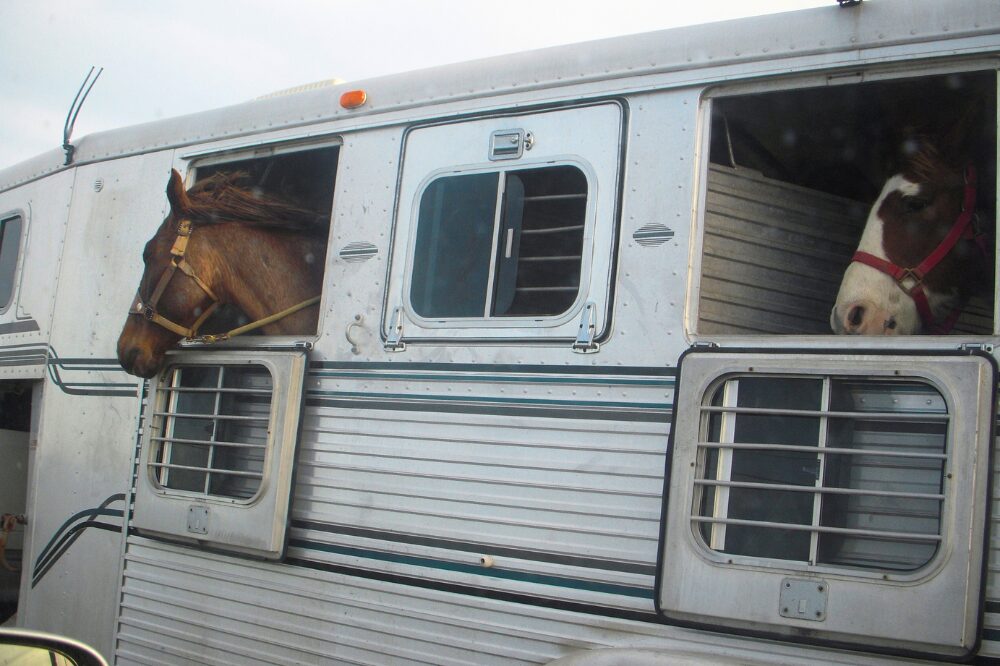 two horses hanging heads in slant load trailer