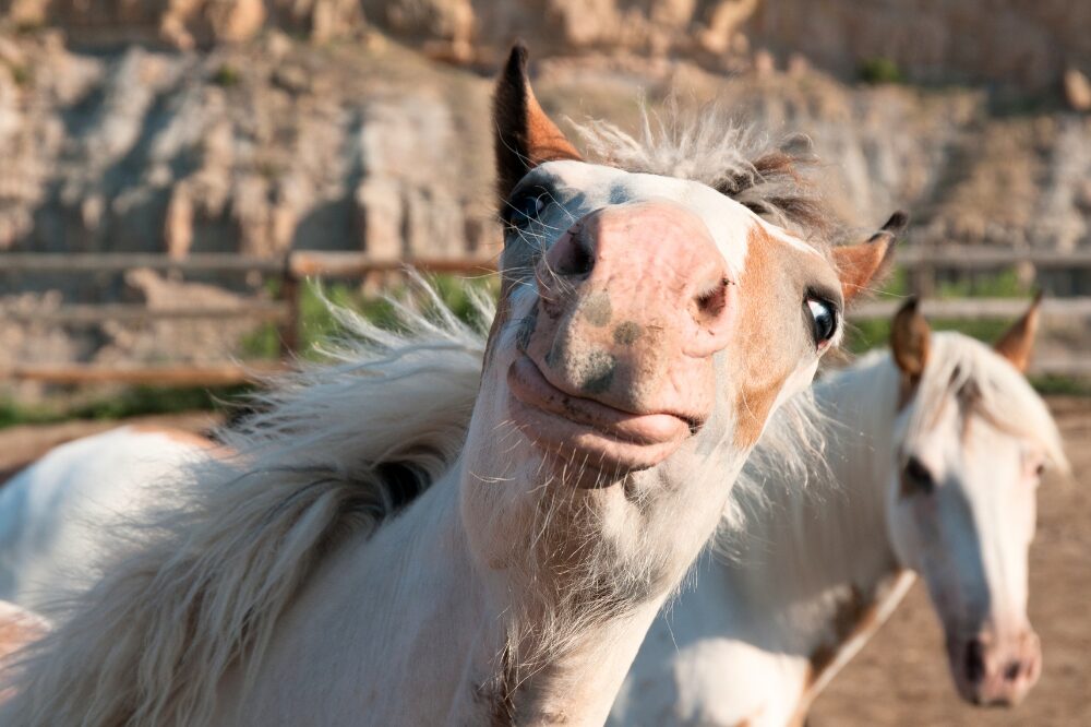 horse showing the camera his pink nose