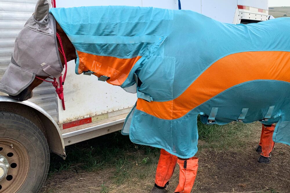 horse wearing fly sheet, boots, and fly mask.