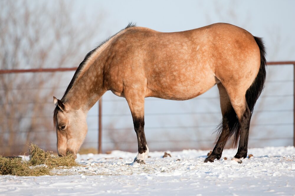 horse eating hay flakes while in a small paddock with a thin layer of snow