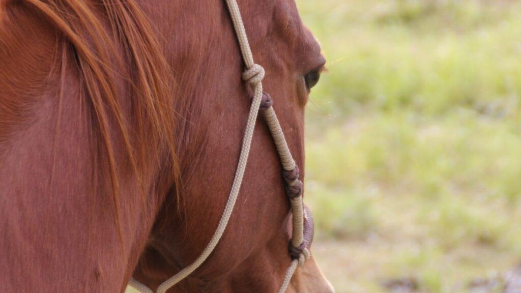 horse in rope halter