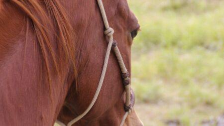 horse in rope halter