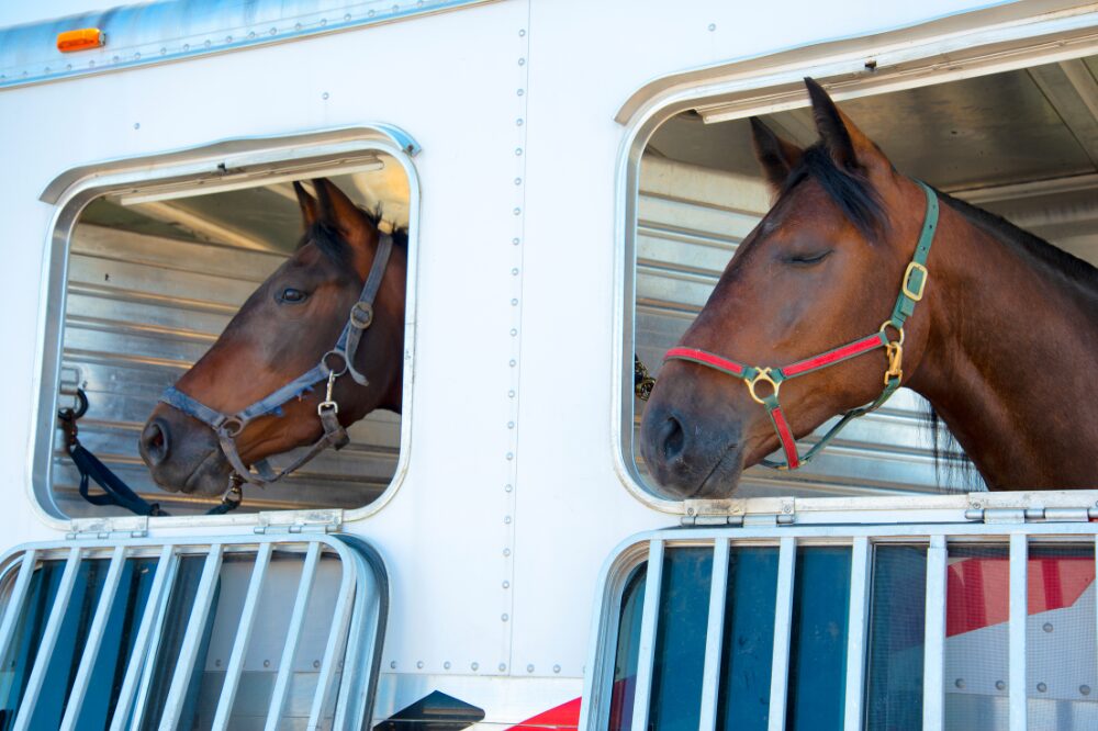 two horses in a slant load  trailer with halters on 