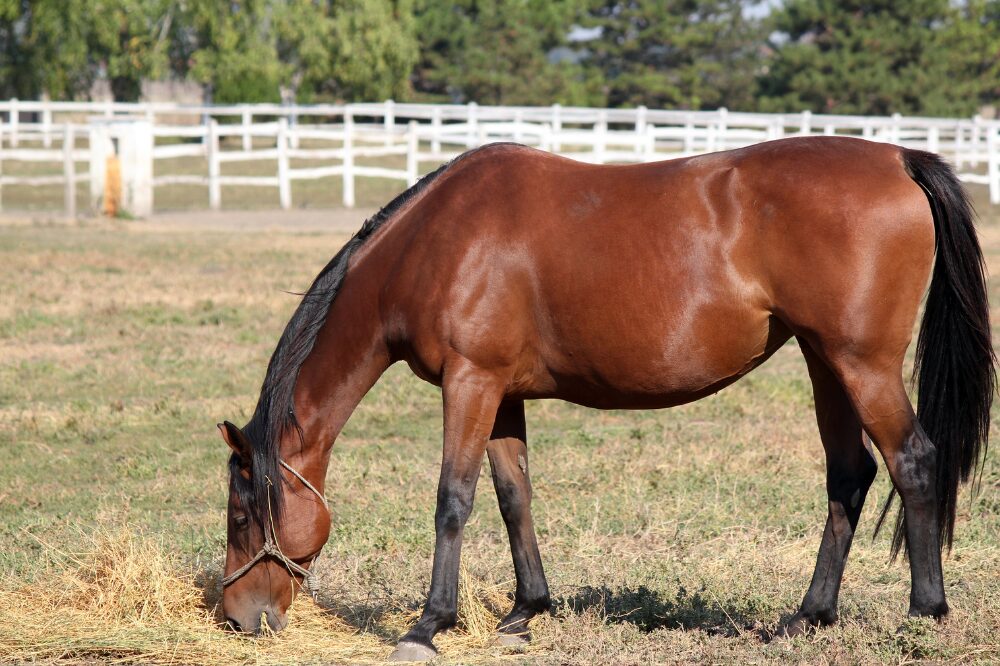 bay horse eating hay in a field with eaten down pasture grass