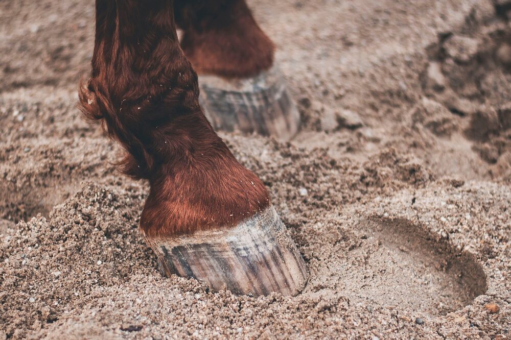 chestnut horse with some feathering on the legs standing in sand