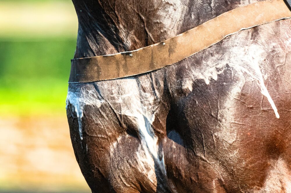 horse with foamy sweat on chest