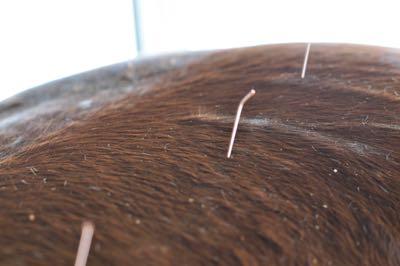 horse acupuncture