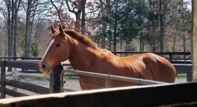 chestnut mare looking out of her paddock on a winter day