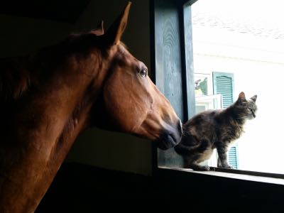 horse smelling a cat in the window of a stall