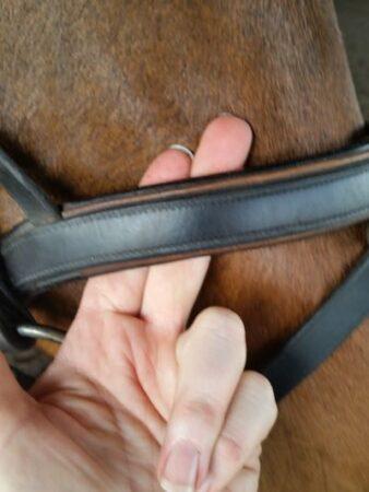 fingers to the side of a cavesson